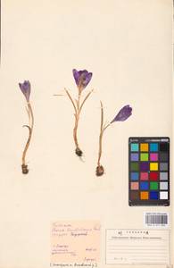 Crocus heuffelianus Herb., Eastern Europe, West Ukrainian region (E13) (Ukraine)