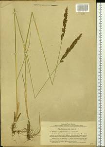 Achnatherum calamagrostis (L.) P.Beauv., Siberia, Baikal & Transbaikal region (S4) (Russia)