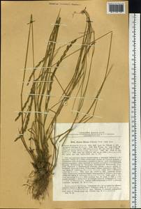 Elymus fibrosus (Schrenk) Tzvelev, Siberia, Western Siberia (S1) (Russia)