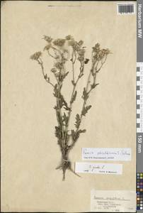 Jacobaea schischkiniana (Sofieva) B.Nord., Eastern Europe, Lower Volga region (E9) (Russia)