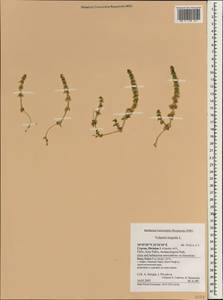 Valantia hispida L., South Asia, South Asia (Asia outside ex-Soviet states and Mongolia) (ASIA) (Cyprus)