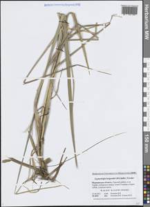 × Elyleymus bergrothii (H.Lindb.) Conert, Eastern Europe, Northern region (E1) (Russia)