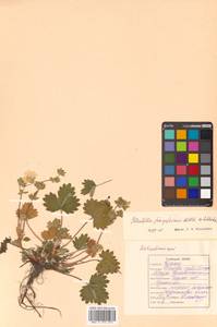 Potentilla fragiformis Willd. ex D. F. K. Schltdl., Siberia, Russian Far East (S6) (Russia)