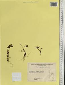 Ranunculus eschscholtzii Schltdl., Siberia, Chukotka & Kamchatka (S7) (Russia)