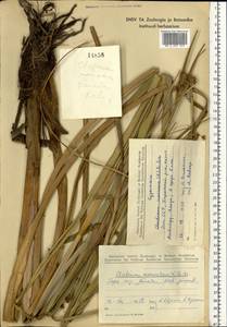 Cladium mariscus (L.) Pohl, Eastern Europe, Estonia (E2c) (Estonia)