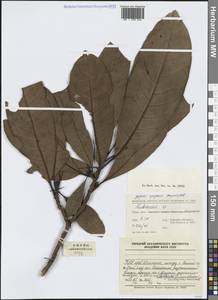 Rubiaceae, South Asia, South Asia (Asia outside ex-Soviet states and Mongolia) (ASIA) (China)