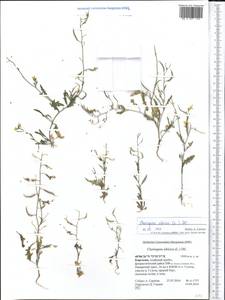 Chorispora sibirica (L.) DC., Middle Asia, Pamir & Pamiro-Alai (M2) (Kyrgyzstan)