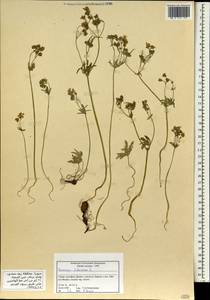 Geranium tuberosum L., South Asia, South Asia (Asia outside ex-Soviet states and Mongolia) (ASIA) (Syria)