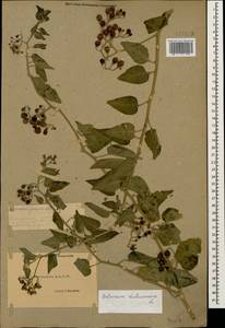 Solanum dulcamara L., Caucasus, Dagestan (K2) (Russia)