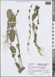 Conringia austriaca (Jacq.) Sweet, Crimea (KRYM) (Russia)