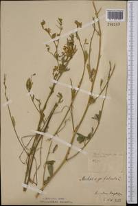 Medicago falcata L., Middle Asia, Northern & Central Kazakhstan (M10) (Kazakhstan)