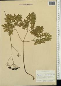 Physospermum cornubiense (L.) DC., Crimea (KRYM) (Russia)