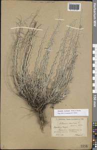 Artemisia lercheana Weber ex Stechm., Eastern Europe, Lower Volga region (E9) (Russia)