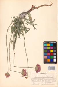 Jurinea cretacea Bunge, Eastern Europe, Lower Volga region (E9) (Russia)