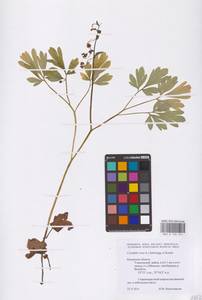 Corydalis cava (L.) Schweigg. & Körte, Eastern Europe, Central region (E4) (Russia)