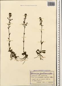 Veronica gentianoides Vahl, Caucasus, Armenia (K5) (Armenia)