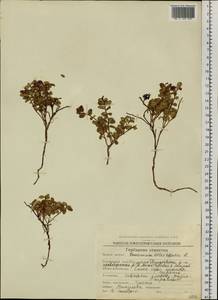 Vaccinium vitis-idaea L., Siberia, Chukotka & Kamchatka (S7) (Russia)