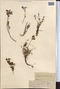Hedysarum gmelinii Ledeb., Middle Asia, Muyunkumy, Balkhash & Betpak-Dala (M9) (Kazakhstan)