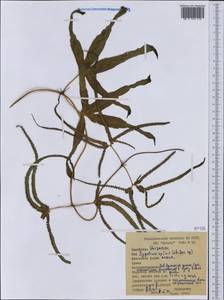Lygodium, Australia & Oceania (AUSTR) (Papua New Guinea)