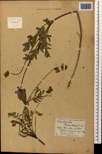 Onobrychis biebersteinii Sirj., Caucasus, Georgia (K4) (Georgia)
