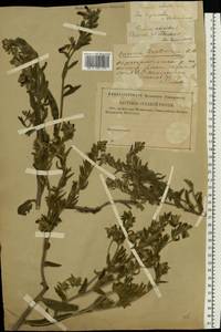 Onosma tinctoria M. Bieb., Eastern Europe, Lower Volga region (E9) (Russia)