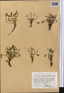 Taraxacum pseudominutilobum Kovalevsk., Middle Asia, Western Tian Shan & Karatau (M3) (Kyrgyzstan)