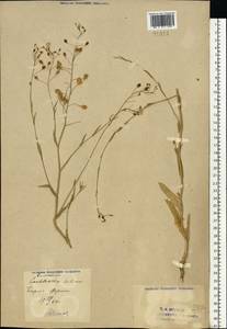 Camelina sativa (L.) Crantz, Eastern Europe, Eastern region (E10) (Russia)