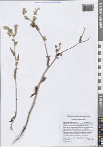 Andryala ragusina L., Western Europe (EUR) (Spain)