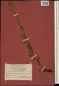 Achillea filipendulina Lam., Caucasus, Georgia (K4) (Georgia)