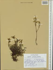 Sedum sexangulare L., Eastern Europe, Central forest-and-steppe region (E6) (Russia)