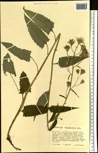 Saussurea manshurica Kom., Siberia, Russian Far East (S6) (Russia)