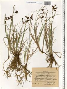 Carex magellanica subsp. irrigua (Wahlenb.) Hiitonen, Eastern Europe, Northern region (E1) (Russia)