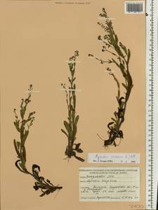 Myosotis arvensis (L.) Hill, Eastern Europe, Belarus (E3a) (Belarus)