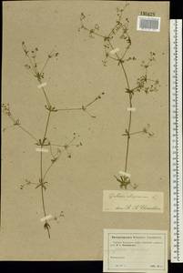 Galium uliginosum L., Eastern Europe, Moscow region (E4a) (Russia)