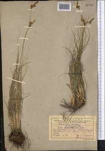 Carex litvinovii Kük., Middle Asia, Western Tian Shan & Karatau (M3) (Kazakhstan)