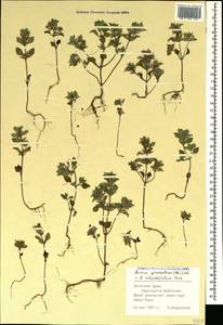 Clinopodium graveolens subsp. rotundifolium (Pers.) Govaerts, Crimea (KRYM) (Russia)