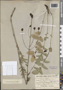 Sanguisorba officinalis L., Siberia, Baikal & Transbaikal region (S4) (Russia)