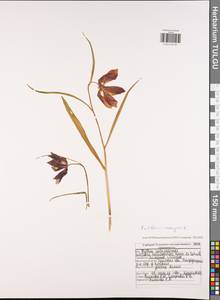 Fritillaria meleagris L., Eastern Europe, Central region (E4) (Russia)