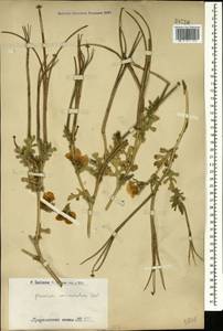 Glaucium corniculatum (L.) Rudolph, Caucasus, Armenia (K5) (Armenia)