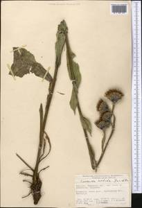 Saussurea sordida Kar. & Kir., Middle Asia, Northern & Central Tian Shan (M4) (Kyrgyzstan)