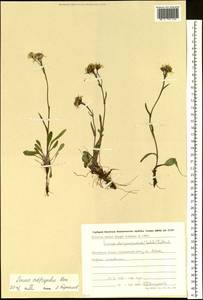 Tephroseris subfrigida (Kom.) Holub, Siberia, Chukotka & Kamchatka (S7) (Russia)