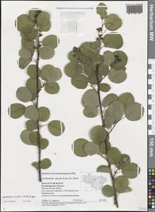 Amelanchier alnifolia (Nutt.) Nutt., Eastern Europe, Central region (E4) (Russia)
