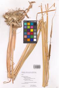 Typha, Eastern Europe, Central region (E4) (Russia)
