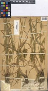 Agropyron cristatum (L.) Gaertn., Middle Asia, Western Tian Shan & Karatau (M3) (Kazakhstan)