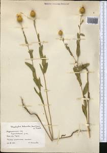 Stizolophus balsamita (Lam.) K.Koch, Middle Asia, Kopet Dag, Badkhyz, Small & Great Balkhan (M1) (Turkmenistan)