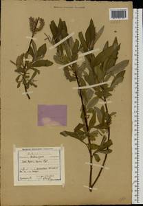 Salix caprea × viminalis, Eastern Europe, Central region (E4) (Russia)