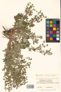 Potentilla collina Wibel, Eastern Europe, Lower Volga region (E9) (Russia)