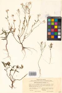 Dontostemon dentatus (Bunge) C. A. Mey. ex Ledeb., Siberia, Russian Far East (S6) (Russia)