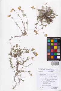 Helianthemum rupifragum A. Kern., Eastern Europe, Central forest-and-steppe region (E6) (Russia)