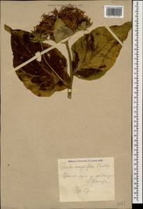 Inula magnifica Lipsky, Caucasus, Krasnodar Krai & Adygea (K1a) (Russia)